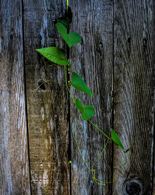 Free Vine Floral Background photo and picture