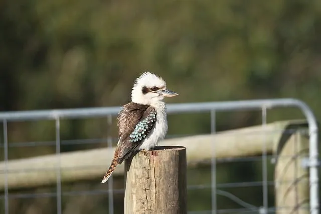 Free Kookaburra Wildlife photo and picture