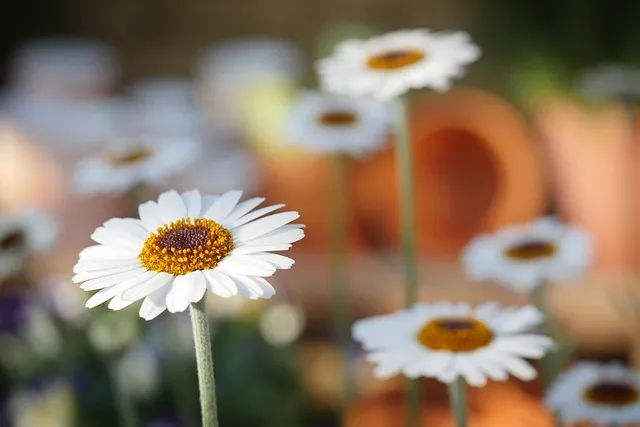 Free Nature Daisies photo and picture