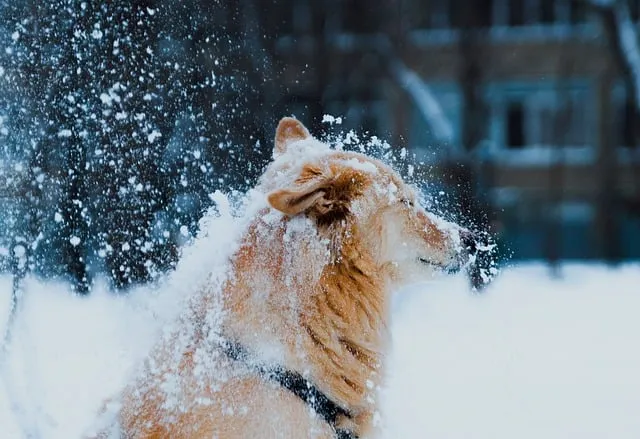 Free Dog Pet photo and picture