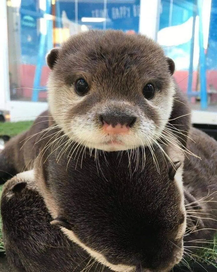 Otters are the most amazing creatures, they give unconditional love.