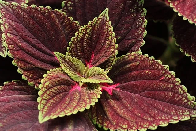 Free Plants Foliage Plants photo and picture