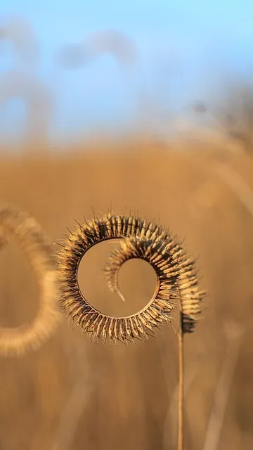 Free Plant Grass photo and picture