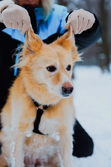 Free Dog Pet photo and picture