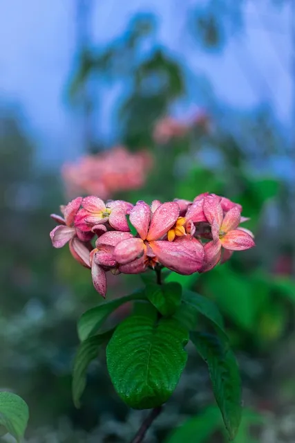 Free Flower Wallpaper photo and picture