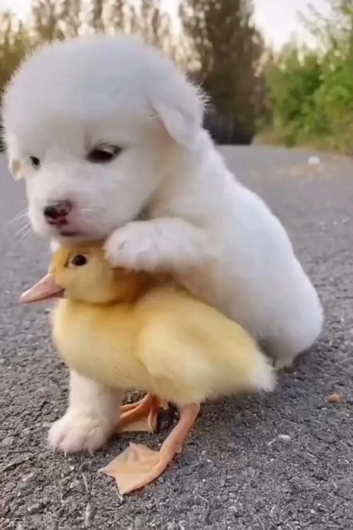 Adorable Duo: Duck and Puppy - A Perfect Pair for Your Heart and Home