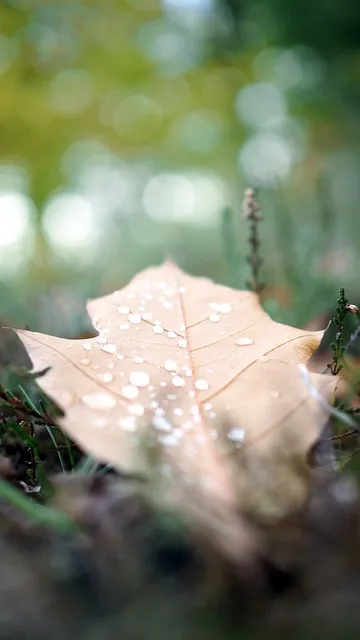 Free Nature Sheet photo and picture