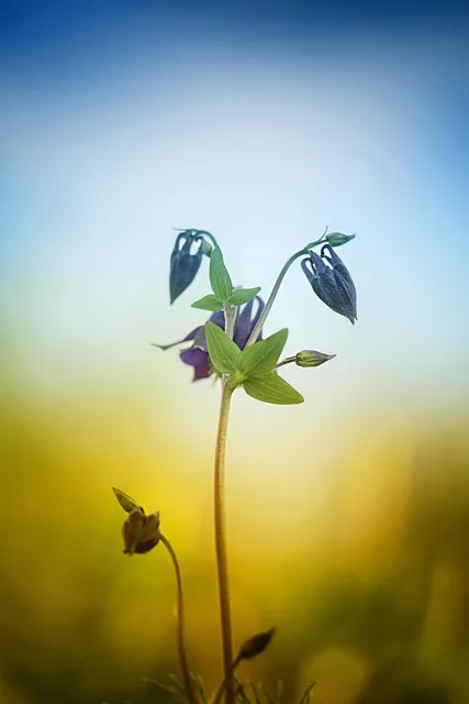 Free Nature Shoots photo and picture