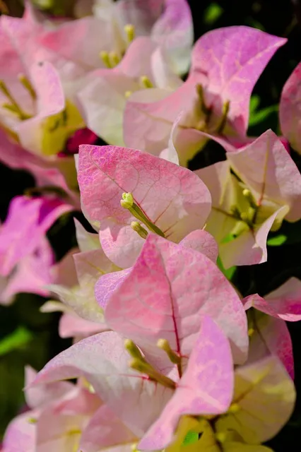 Free Flowers Flower Background photo and picture