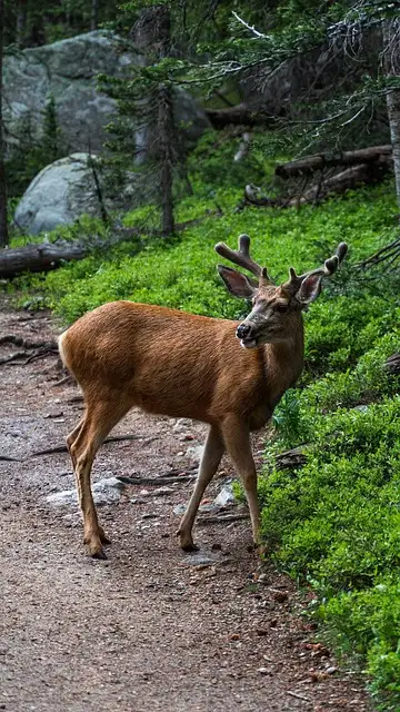 Free Deer Wildlife photo and picture