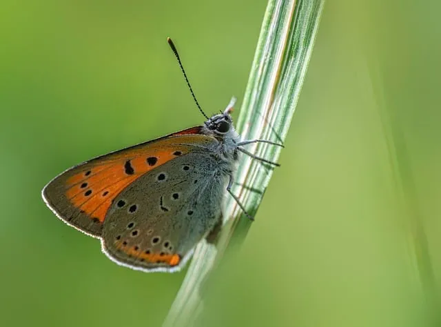 Free Nature Bloom photo and picture