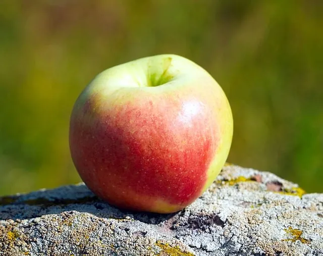 Free Apple Fruit photo and picture