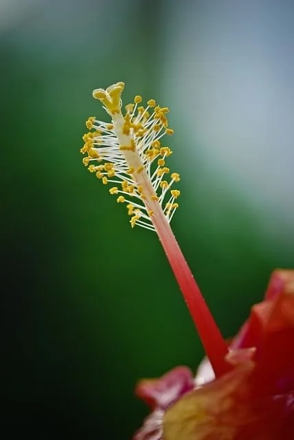 Free Flower Nature photo and picture