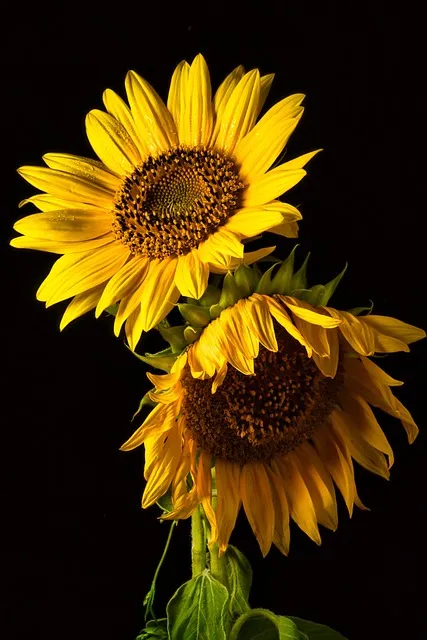 Free Sunflowers Phone Wallpaper photo and picture