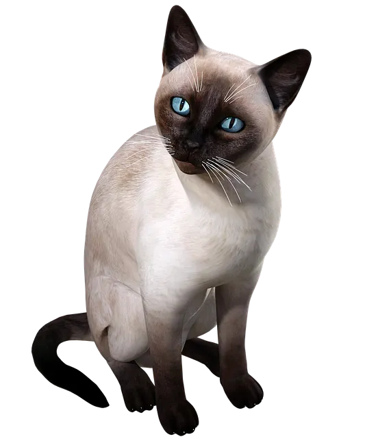 Free Siamese Cat illustration and picture