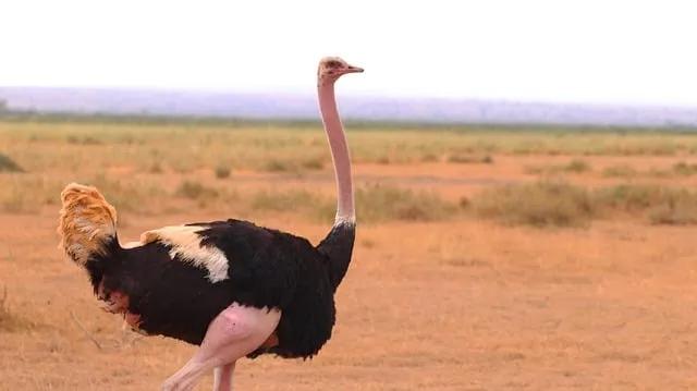 Free Ostrich Mother photo and picture