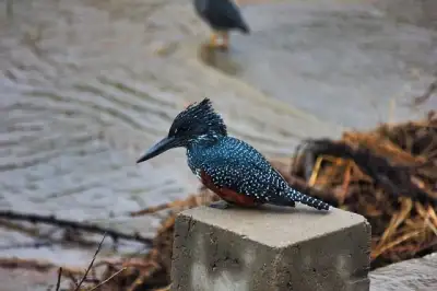 Free Bird Nature photo and picture