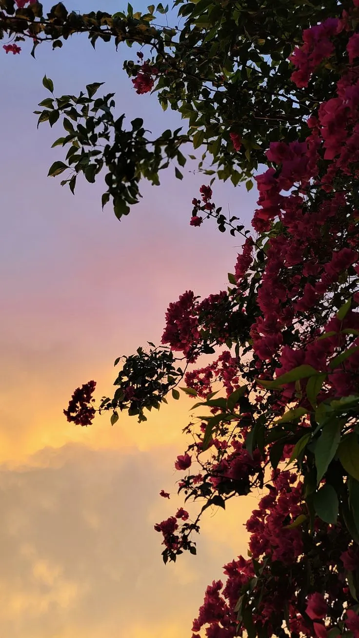 the sun is setting behind some trees with pink flowers