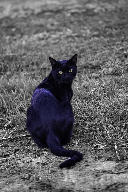 Free Cat Black Cat photo and picture
