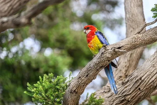Free Eastern Rosella Rosella photo and picture