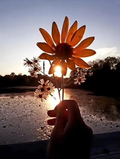 Free Sunflower Flower photo and picture