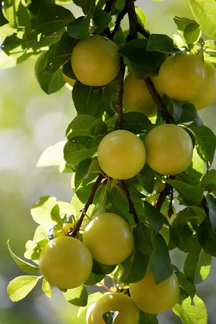 Free Yellow Plums Fruit photo and picture