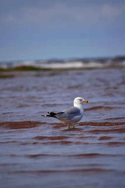Free Seagull Lock Screen Wallpaper photo and picture