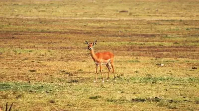 Free Impala Antelope photo and picture