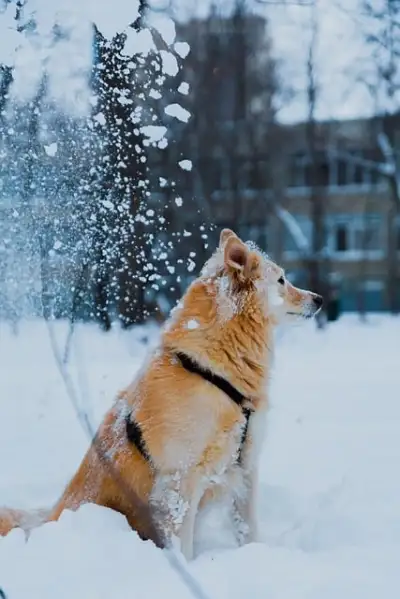 Free Dog Pet photo and picture