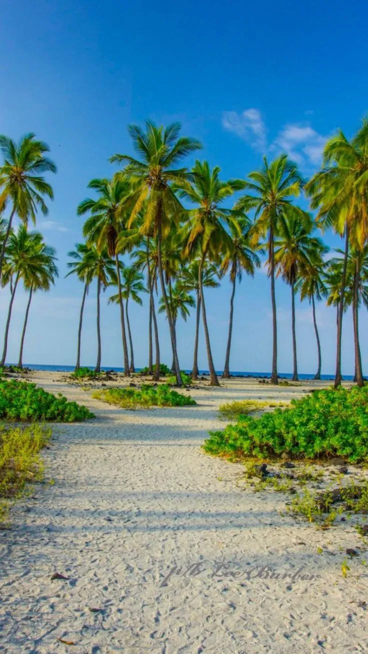 palm trees line the beach on a sunny day