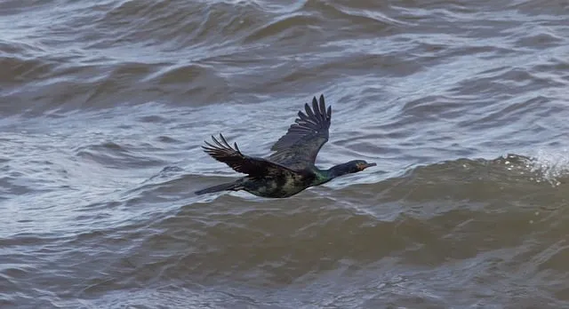 Free Conrad Bird photo and picture