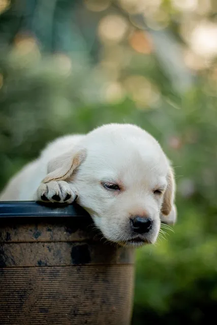 Free Dogs Puppies photo and picture