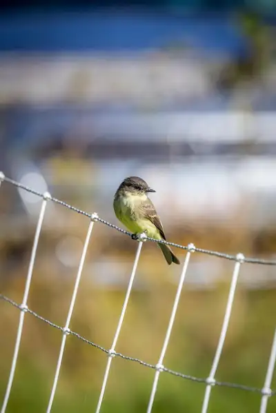 Free Bird Samsung Wallpaper photo and picture