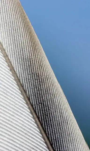 Free Feather Macro photo and picture