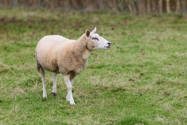 Free Sheep Animal photo and picture