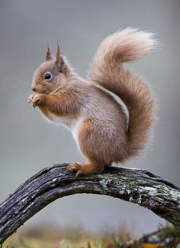 Appeal for 5,000 volunteers to help save uk's last red squirrels