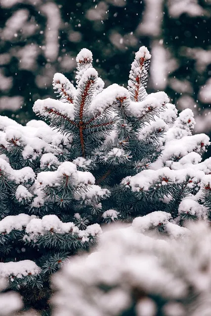 Free Needles Snow photo and picture