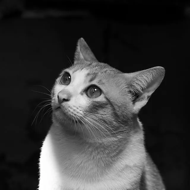 Free Animal Cat photo and picture