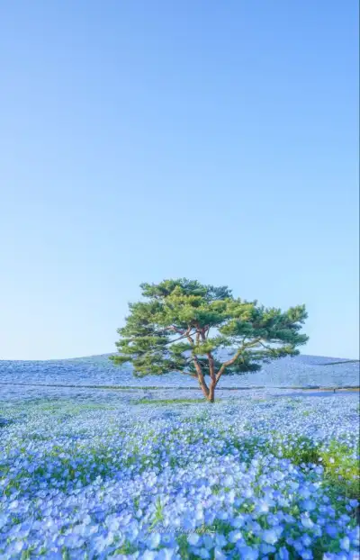 blue flowers + tree