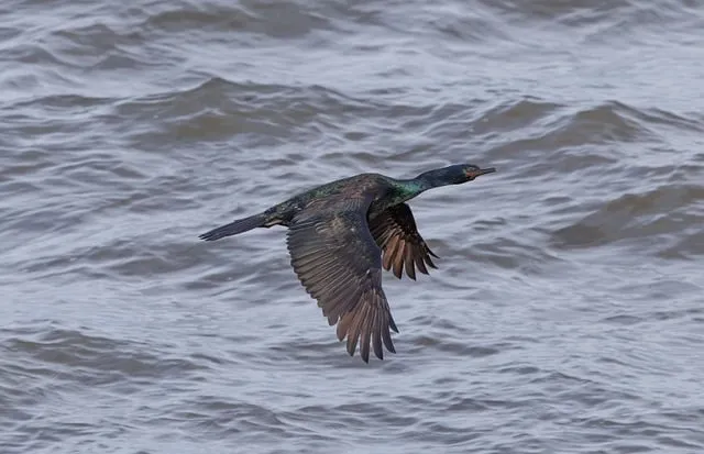 Free Conrad Bird photo and picture