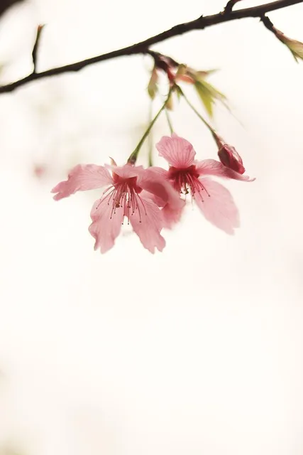 Free Spring Flower Wallpaper photo and picture