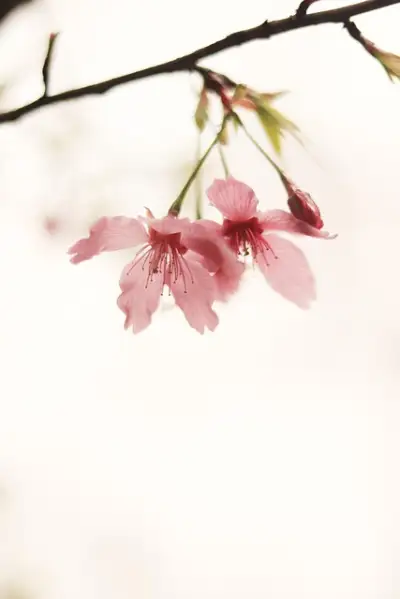 Free Spring Flower Wallpaper photo and picture