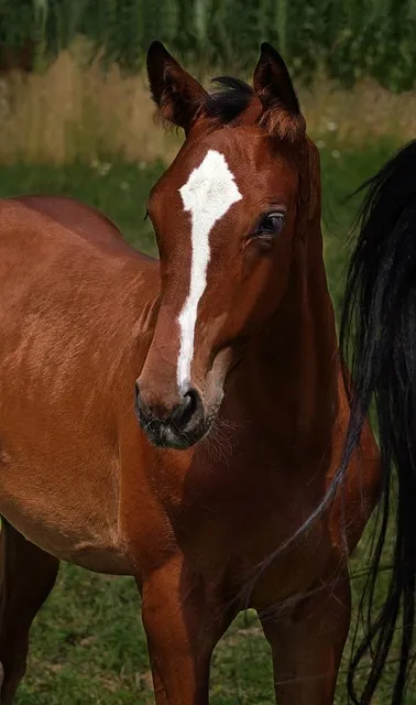 Free Horse Foal photo and picture