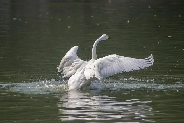 Free Swan White photo and picture
