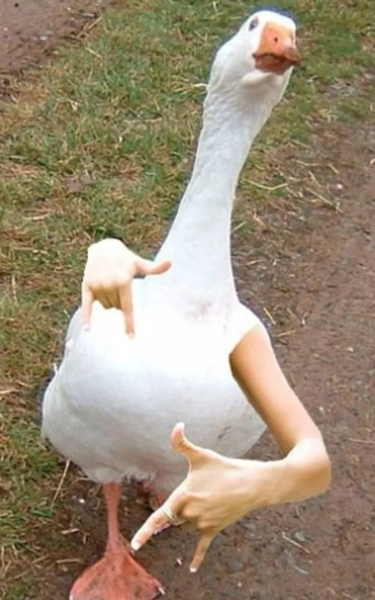 Birds With Arms-The Internet Puts Arms In Birds And The Result Is Impossible Not To Laugh
