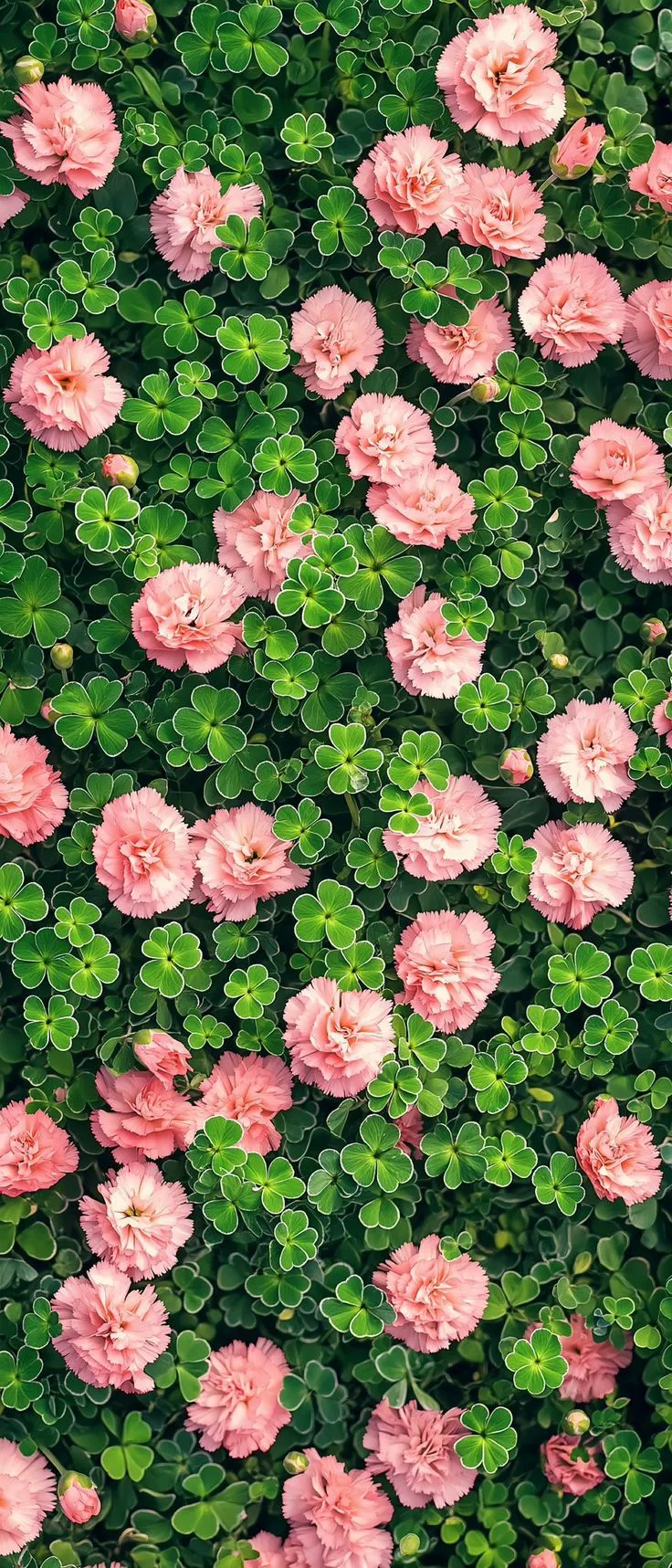 pink flowers and green leaves are growing together