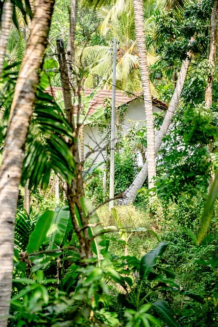 Free Palm Tree Tree photo and picture