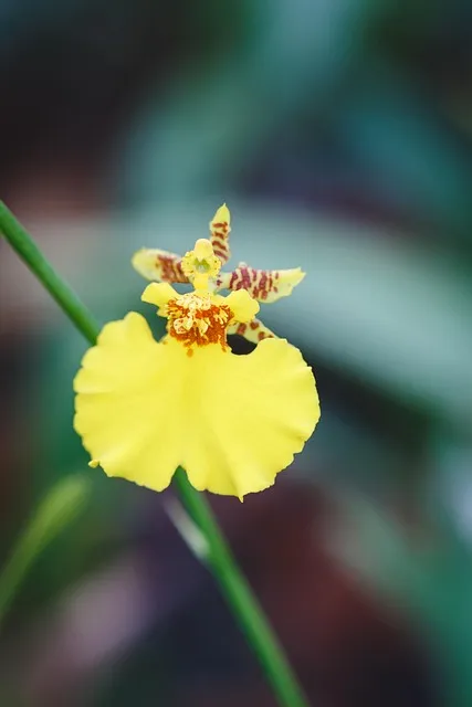 Free Natural Mobile Wallpaper 4K photo and picture