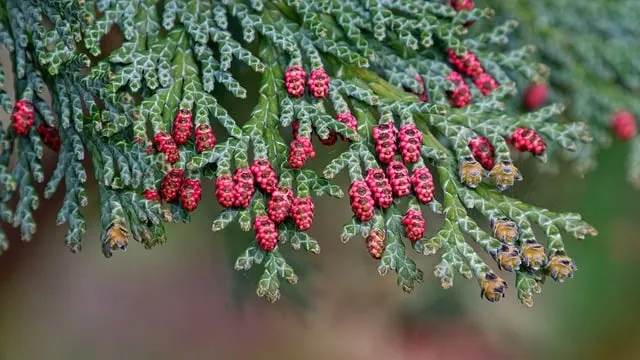 Free Chamaecyparis Lawsoniana Cypress photo and picture
