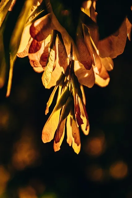 Free Maple Seeds Branch photo and picture